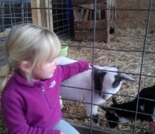Pond Hill Farm Petting Zoo