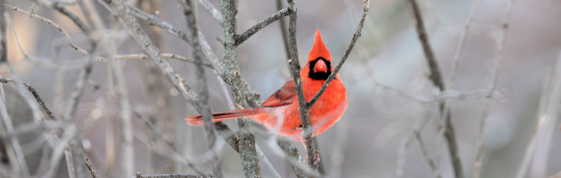 Winter Birding – Fun & Free!